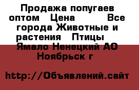 Продажа попугаев оптом › Цена ­ 500 - Все города Животные и растения » Птицы   . Ямало-Ненецкий АО,Ноябрьск г.